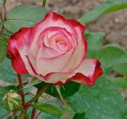 دانلود آهنگ کجایی نازیه کرامت‌الله